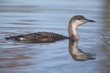 Fototapeta premium A black-throated loon (Gavia arctica) in winter plumage swimming and foraging in a pond in the city Utrecht the Netherlands.