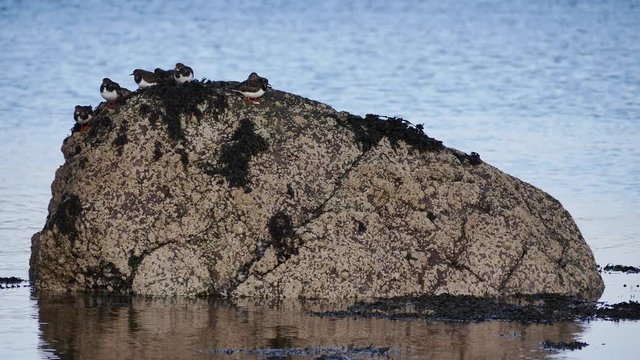 A small flock of Turnstones (  Arenaria interpres ) on a rock at Loch Fleet Nature Reserve Sutherland Scotland UK