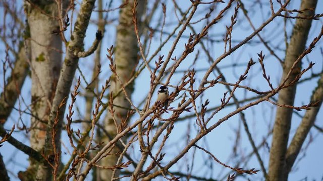 Great Tit ( Parus major ) in a tree