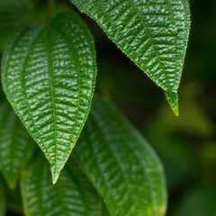 Hawaiian Green Leaves