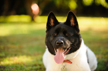 Black and white Akita dog lying down in grass