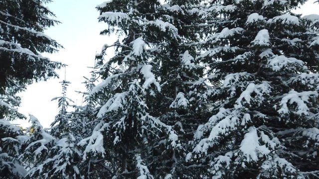 Pine trees in winter landscape