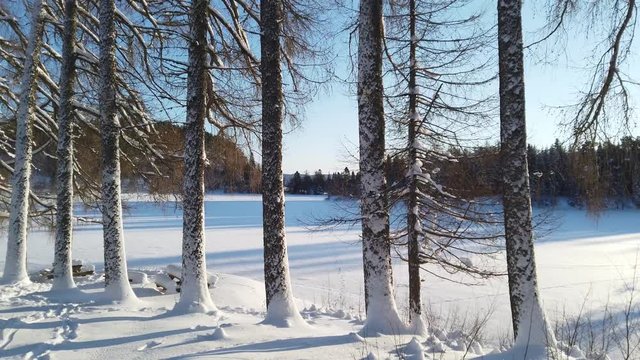 High trees with frozen lake in background.