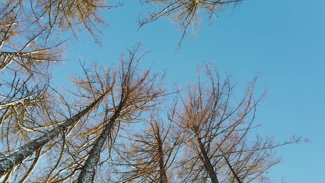 High trees with snow on blue bakcground