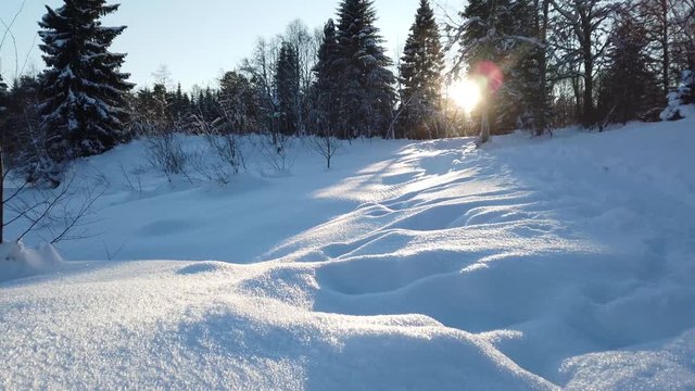 Sun shining through trees casting sunbeams in the frozen snow.