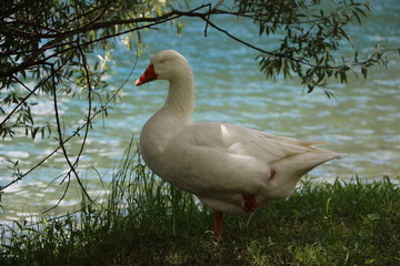 Domestic goose on the farm by the lake