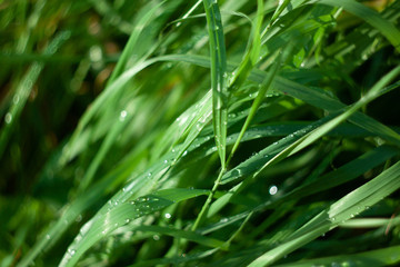 dew on grass