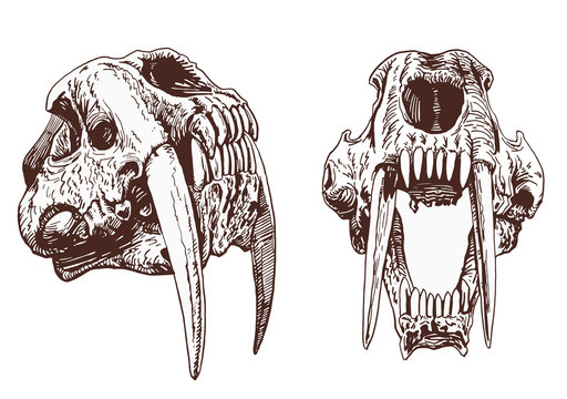 Tiger Skull drawing on Behance