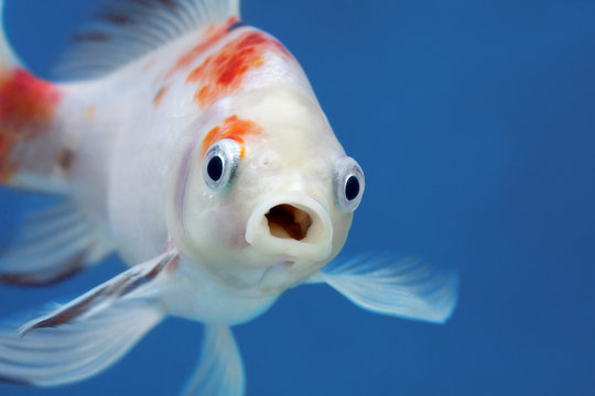 A fish with wide open mouth and big eyes, Surprised, shocked or amazed face front view