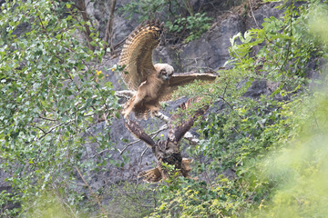 Ein junger flug unerfahrener  Uhu stößt mit seiner Mutter zusammen