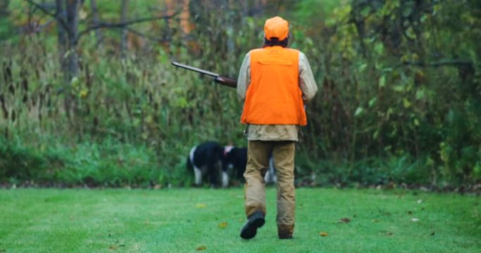 Man In Blaze Orange Vest Walking With His Rifle And Springer Spaniel Hunting Dogs.