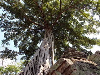 Aerial roots and crown of a tree on the ruins of Ta Prohm temple in Angkor, Cambodia