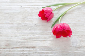 Fototapeta na wymiar pink tulips on white wooden background
