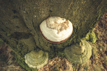 grzyb na drzewie © Tomek