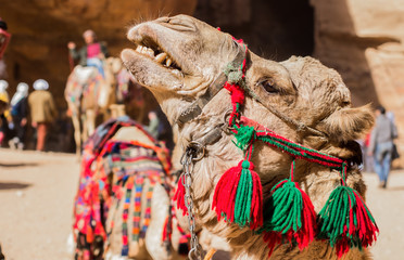 angry camel desert animal emotion interesting travel photography in Jordan Middle East Arabic country