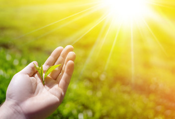 Green tea leaves in hand under the sun. Tea plantations, sri lanka