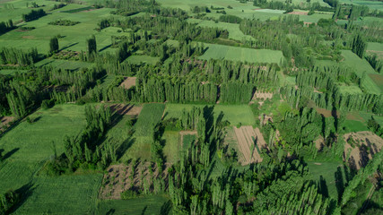 aerial view of rural areas, poplar trees and farmland