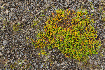 Krautweide (Salix herbacea), Island