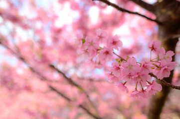 Fototapeta premium Beautiful Japan Sakura tree