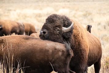 Fototapeta premium Bison during mating season