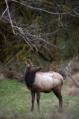 Olympic National Park, WA, USA. 