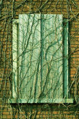 FINESTRA DI LEGNO CON RADICI SECCHE D'ALBERO, WOOD WINDOW WITH DRIED TREE ROOTS
