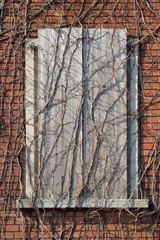  FINESTRA DI LEGNO CON RADICI SECCHE D'ALBERO, WOOD WINDOW WITH DRIED TREE ROOTS