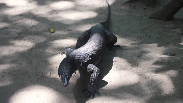 Big black lizard dragon walking on the sand in the tropical forest.