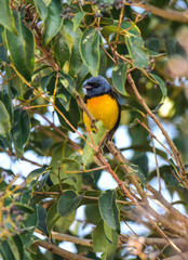 Blue and yellow tanager, Patagonia Argentina