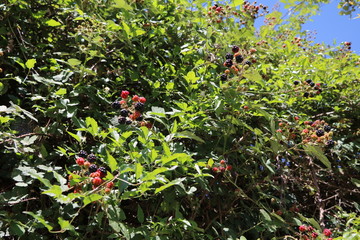 Blackberries in summer in Italy