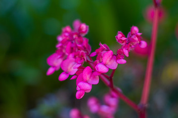 Flores rosada