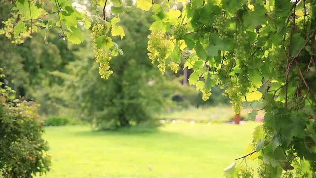 Wein und Wiese auf einem Bauernhof, Weinreben bei leichtem Wind und sanfter Sonne im Sommer - Traube mit Beeren - Garten Bauernhof Winzer