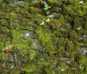 Moss and lichen growing on tree bark. Closeup of tree trunk.