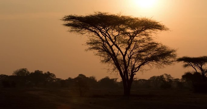 Timelapse of Sunrise in African plain with Acacia tree in foreground