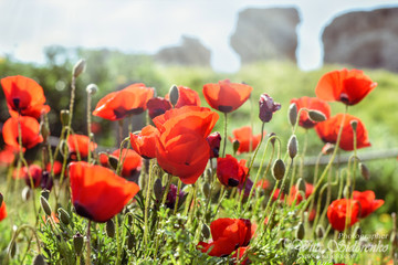Red meadow of flowersred poppies meadow with green grass