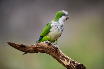 Parakeet,in jungle environment, La Pampa, Patagonia, Argentina