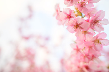 Beautiful Japan Sakura  flower under sunlight