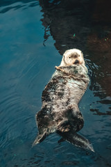 A sea Otter floating