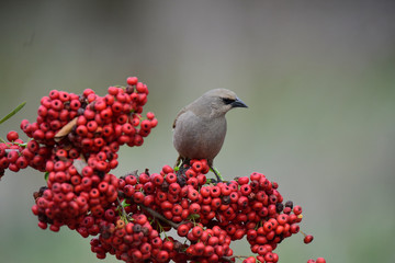 Bay winged Cowbird