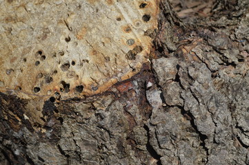 Bark