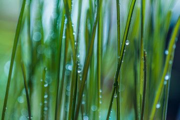 young sprouts of winter rye in drops of water after rain with bokeh effect