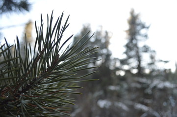 Pine Closeup 2