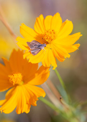 A small grey skipper moth pauses on a bright yellow marigold flower. 