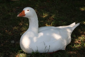 White domestic goose on the farm by the lake