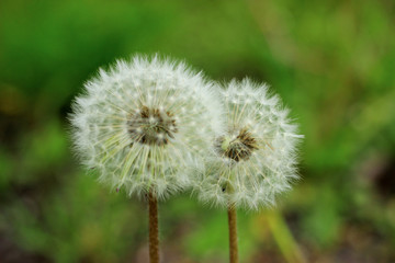 Two dandelion can be a strong allergen or used in traditional medicine.