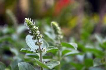 Basil flower closeup