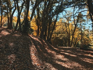 road in the forest