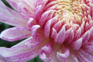 closeup of pink flower