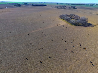 Steers fed with natural grass, Pampas, Argentina