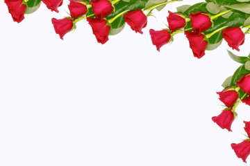 Flower bud roses on a white background